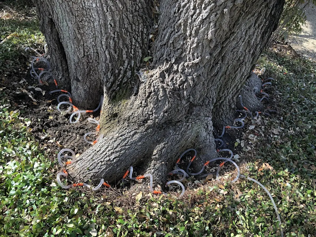 Detailed Tree Cabling and Bracing job site in Holiday